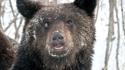 Остались самые жадные: почти все бурые медведи в Беларуси залегли в спячку  - 05.12.2022, Sputnik Беларусь