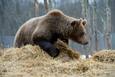 Осторожно, медведи могут нанести ущерб на частной территории! - Delfi RUS