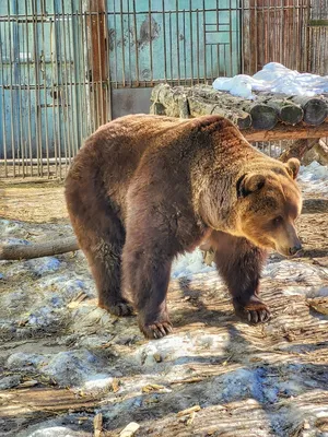 В Большереченском зоопарке проснулись все медведи