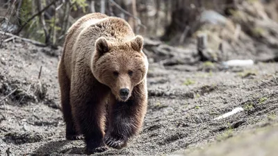 Бурый убийца: почему медведи нападают на людей в Сибири | Статьи | Известия