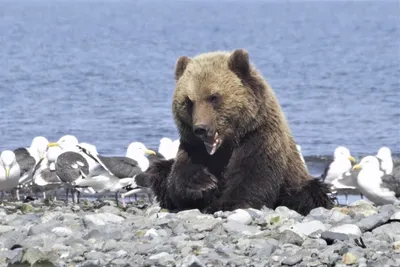 Самые толстые медведи Аляски спровоцировали скандал на конкурсе -  KamchatkaMedia