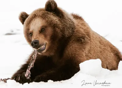 Камчатцам рассказали, что едят медведи весной, и призвали не кормить  хищников (видео, фото) – Новости Камчатки – Информагентство 41