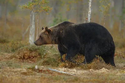 Ничего личного, просто выживание: медведи вскапывают могилы на кладбище  Комсомольска - AmurMedia