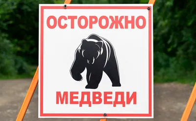 На дорогах Камчатки установят знаки «Осторожно, медведи» — РБК