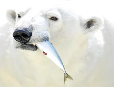 Белые медведи (лат. Ursus maritimus), фотографии белых медведей