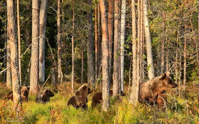 Медведи в сосновом лесу - фото и картинки: 61 штук