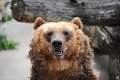 Медведи в Московском зоопарке уснули до весны - Новые Округа