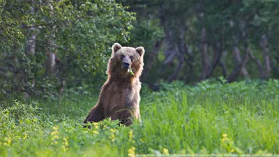 Медведи во владимирских лесах — постоянные обитатели или только гастролеры?  - новости Владимирской области