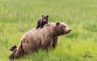 Обои зелень, трава, медведь, семья, медведи, маленькие, спиногрызы картинки  на рабочий стол, раздел животные - скачать