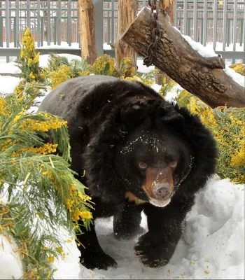 Медведи проснулись в Екатеринбургском зоопарке: Общество: Облгазета