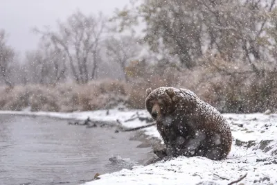 На Камчатке в районе Курильского озера гибнут молодые медведи -  SakhalinMedia