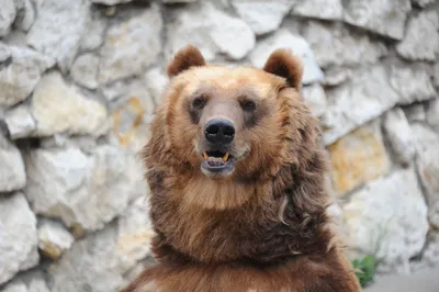 Медведи Московского зоопарка покинули зимние берлоги - Новые Округа