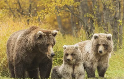 Обои семья, медведи, гризли картинки на рабочий стол, раздел животные -  скачать