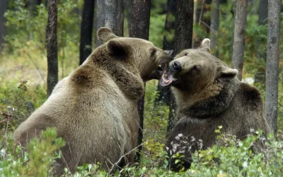 Картинка Медведи в лесу » Медведи » Животные » Картинки 24 - скачать  картинки бесплатно