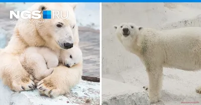 Косолапая перепись на Белом. Ученые пересчитали белых медведей на побережье  Карского моря | Север-Пресс