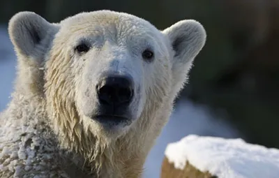 Медведь 🐻 | О самом интересном | Дзен