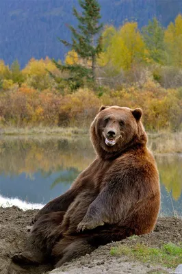 Медведя на аву фото