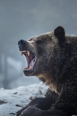 Фото Медведя На Аву – Telegraph