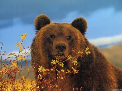 Медведя на аву фотографии