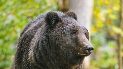 Обои на рабочий стол Бурый медведь бродит по осеннему лесу, обои для  рабочего стола, скачать обои, обои бесплатно