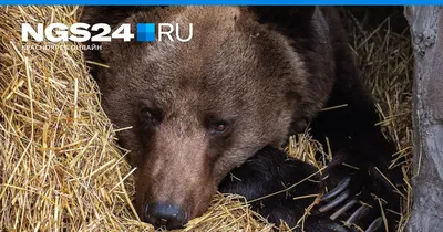 Спасенный на севере медведь Диксон скончался в Московском зоопарке - 20  сентября 2023 - Фонтанка.Ру