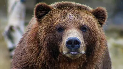 Латвийцев просят не кормить медведя ради фото в соцсетях - 29.03.2022,  Sputnik Латвия