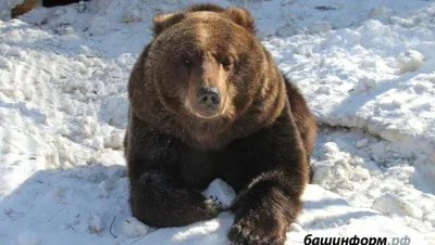 В Башкирии начали выдавать документы, разрешающие охоту на медведя