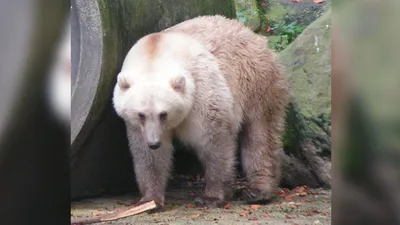 Гибрид белого и бурого медведя скоро поселится в Якутии