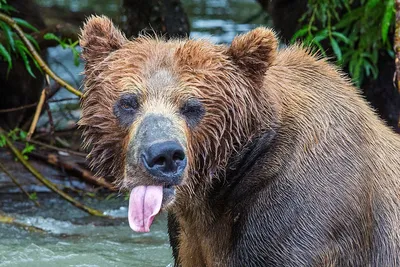 Оскал медведя - 61 фото: смотреть онлайн