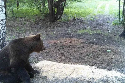 В Пензенской области подтвердили обитание бурого медведя — Новости — Пенза  Взгляд