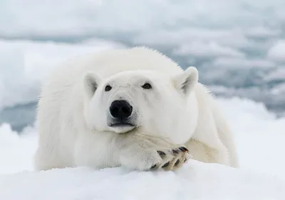 Сегодня международный день полярного медведя