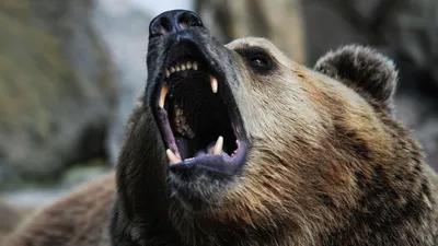 Не знал, пока не посмотрел ролик, — погоня медведя за туристом попала на  видео - 28.02.2022, Sputnik Кыргызстан