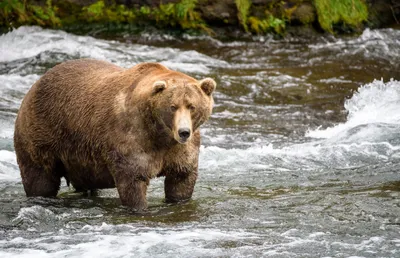 Неделя толстого медведя» на Аляске объявила победителя 2021 года | РБК Стиль