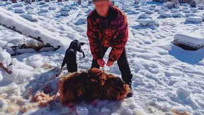 Браконьер в ВКО убил и съел медведя - фото