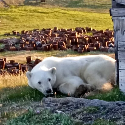 На севере Красноярского края спасают белого медведя
