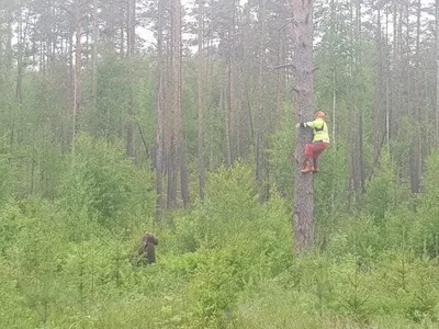 ФОТО | Ужасное зрелище в Муствеэ: спасаясь от медведя, человек залез на  дерево - Delfi RUS