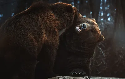 Обои морда, медведь, медведи, общение, два медведя картинки на рабочий  стол, раздел животные - скачать