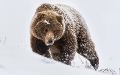 Две жительницы столицы Камчатки спаслись от медведя на дереве -  KamchatkaMedia
