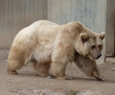 Гибрид белого и бурого медведя может сформироваться на севере Якутии —  Информационный портал Yk24/Як24