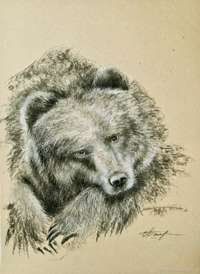 Портрет медведя, Рисунок медведь, Задумчивый медведь – купить на Ярмарке  Мастеров – OK6YEBY | Картины, Москва