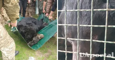У Лимана спасли медведя с контузией – фото