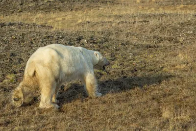 Бедолагу медведя с банкой сгущенки в пасти спасут – найден способ -  KrasnoyarskMedia