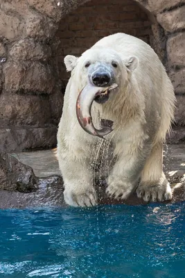 27 февраля – Международный день белого медведя
