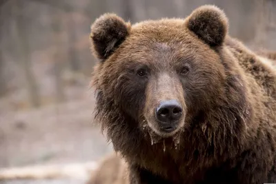 В коллективном саду на трассе Серов - Сосьва обнаружены следы медведя |  Новости | СеровГлобус.ру