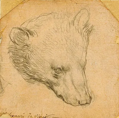 Медведя Леонардо да Винчи продают за £12 млн | The Art Newspaper Russia —  новости искусства