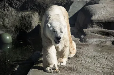 Московский зоопарк займется реабилитацией раненого белого медведя |  Ветеринария и жизнь