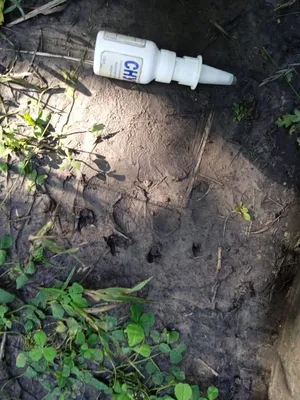 В Карсунском лесу нашли следы медведя: фото Улпресса - все новости  Ульяновска