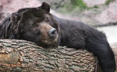 Как отпугнуть медведя — Блог «Спорт-Марафон»