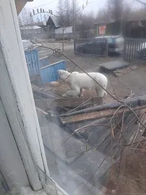 Белого медведя, который бродит в якутском поселке, поймают и вывезут в  зоопарк Орто Дойду - YakutiaMedia