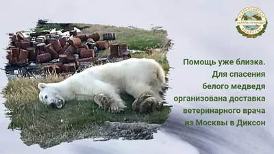 Спецоперация ВООП «Спасение белого медведя». Продолжение